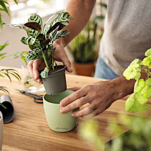 Direct Plant Placement, Without Repotting